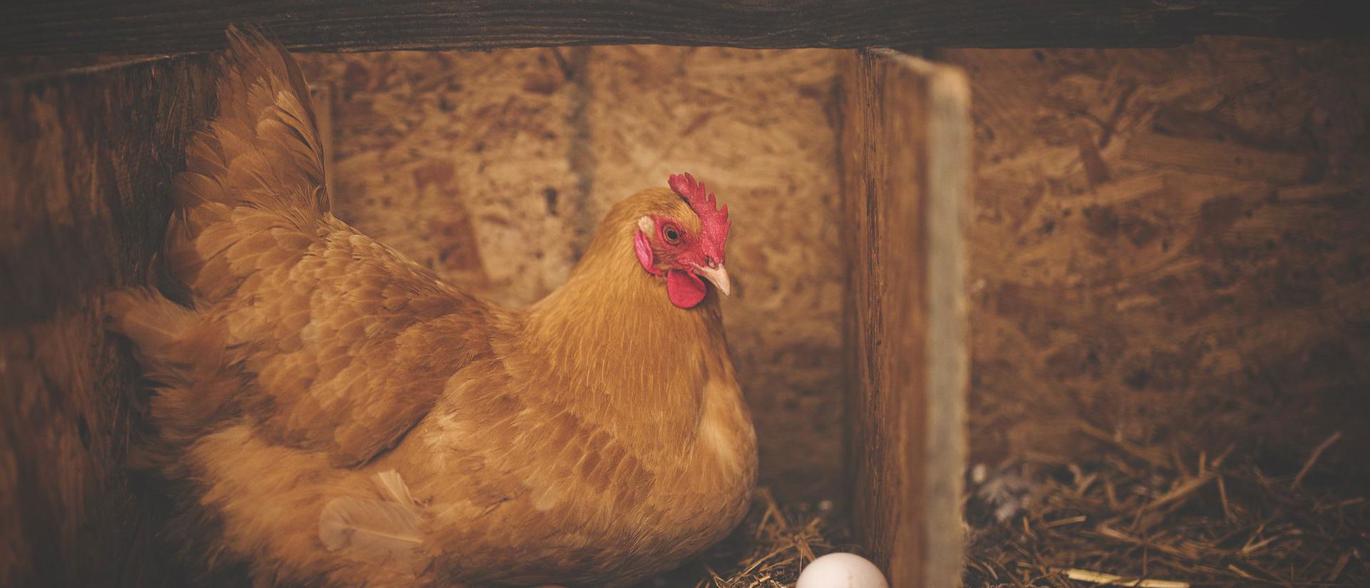 Kana munimassa