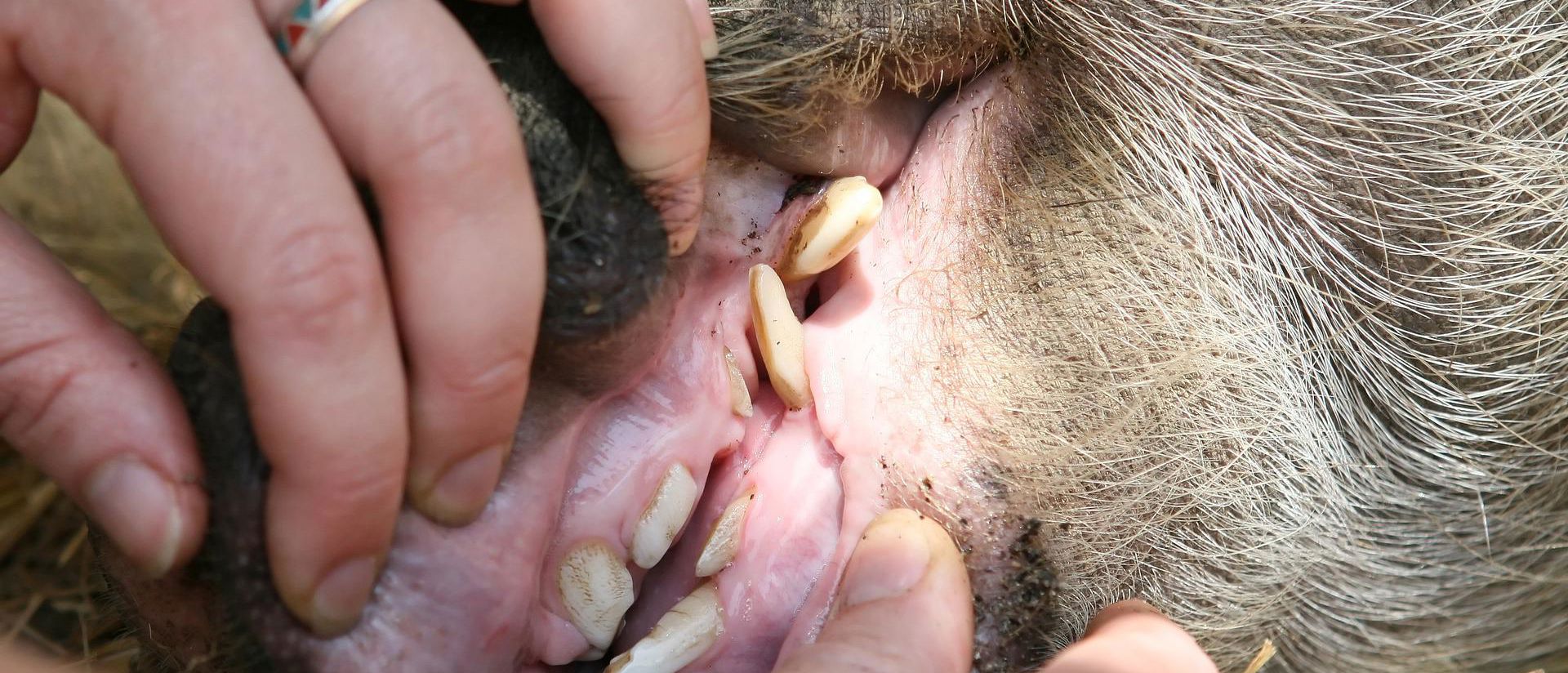 Huonot hampaat eläimellä